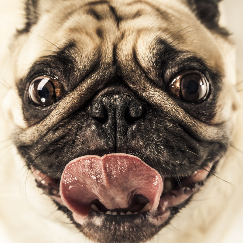 Pug by Mmeemil - Wrapped Canvas Print, 76cm H x 76cm W