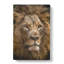 Face Of A Lion - Wrapped Canvas-61877120