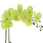 Phalaenopsis Orchid Floral Arrangement in Pot-1204512989