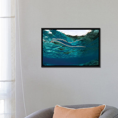 A Banded Sea Snake (Laticauda Colubrina) Swims At The Surface, Indonesia by Ethan Daniels - Gallery-Wrapped Canvas Giclée on Canvas