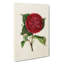 Illustration of a Red Japanese Camellia - Wrapped Canvas-55359357