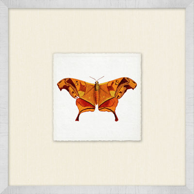 Miniature Butterfly " Miniature Butterfly Collection 5 "