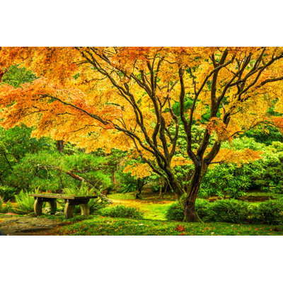 " Maple Tree "