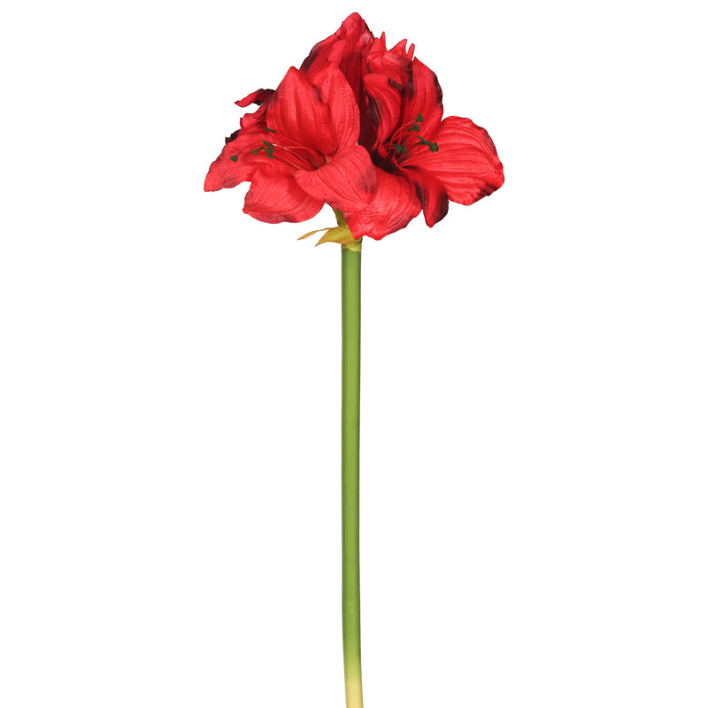 Tige de amaryllis simple
