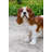 King Charles Spaniel Standing Statue