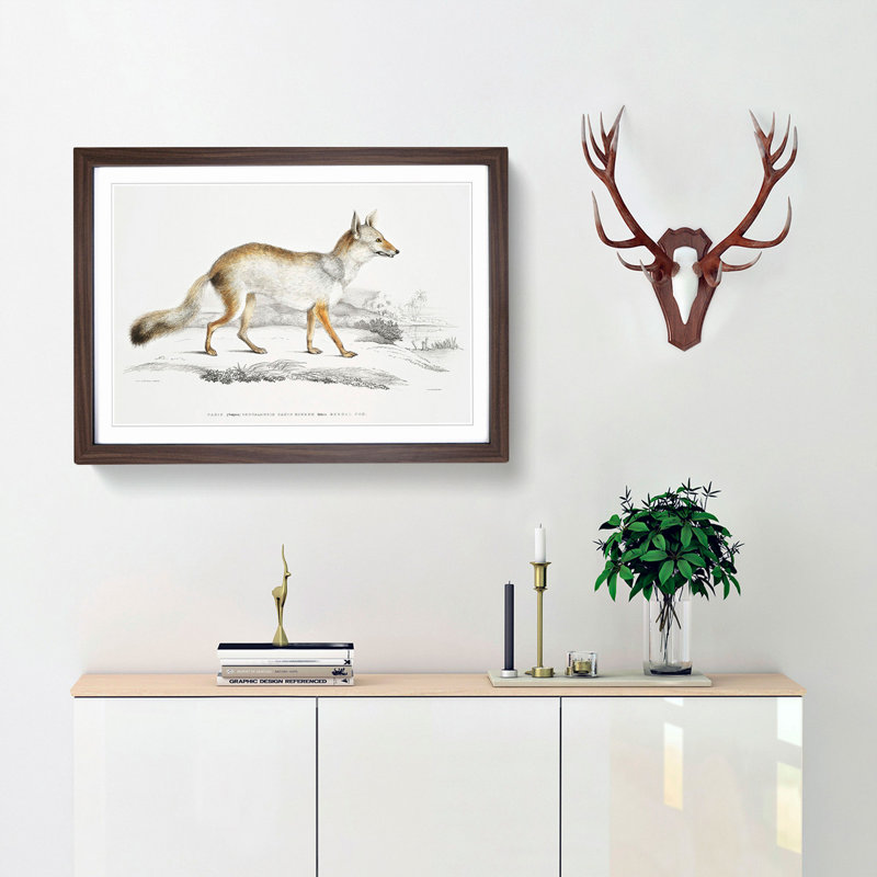 Bengal Fox by John Edward Gray - Single Picture Frame Painting, 45cm H x 63cm W x 2cm D, Walnut Framed