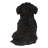 Baby Cavapoo-67579693