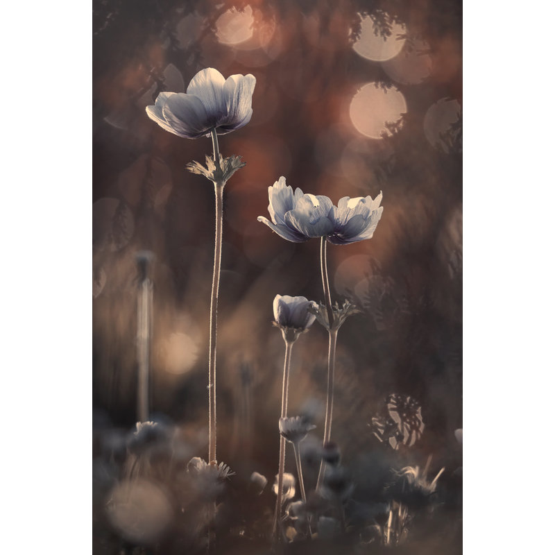 Wrapped Canvas Print, 50.8 cm H x 76.2 cm W