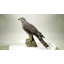 GOSHAWK DU NORD DEBOUT SUR UNE STATUE DE ROCHE
