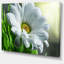 Simple belle marguerite - reproduction de photo sur toile tendue-19410001