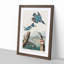 Belted Kingfishers by John Audubon - Framed Print-55466228-55466229