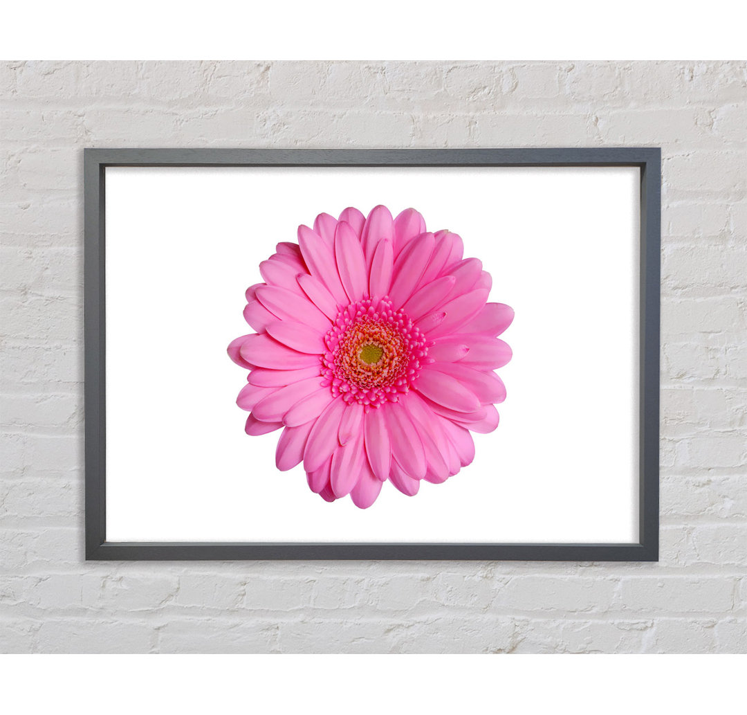 Babyrosa Gerbera-Blütenblätter - Einzelner Bilderrahmen Kunstdrucke auf Leinwand