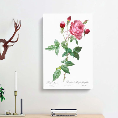 Provence Rose In Pink by Pierre-Joseph Redoute - Wrapped Canvas Print