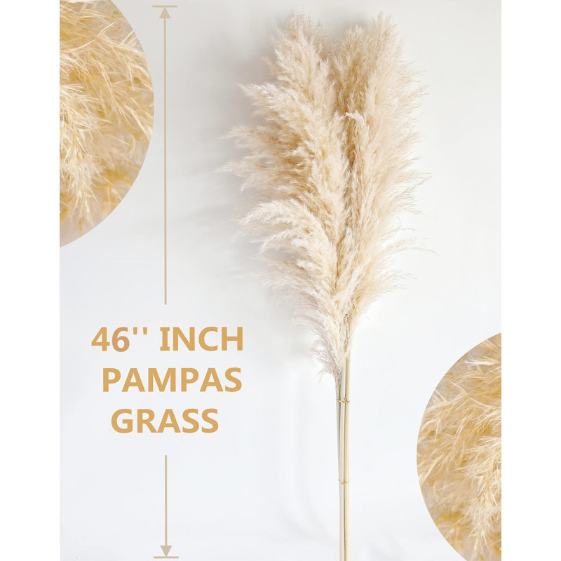Pampa Arrangement