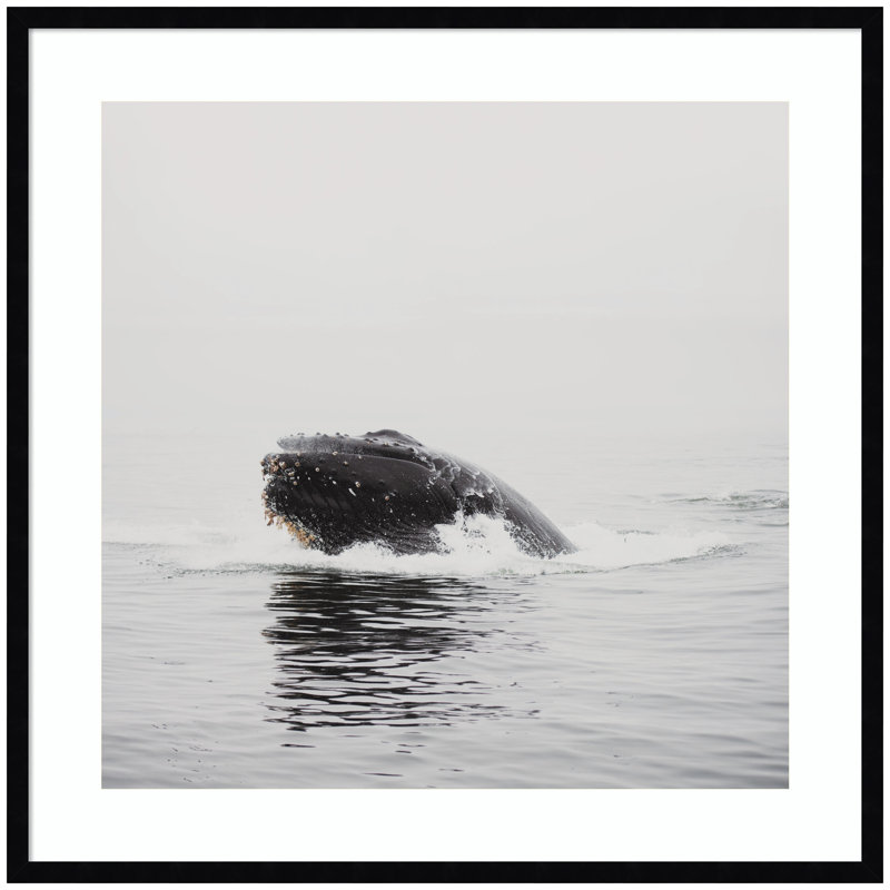 «Humpback Whale No. 4» par Laura Evans, reproduction d'art encadrée