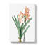 Amaryllis Flowers in Pink - Wrapped Canvas-55368541
