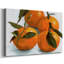 Citrus Grouping II-Gallery, toile tendue-319436743