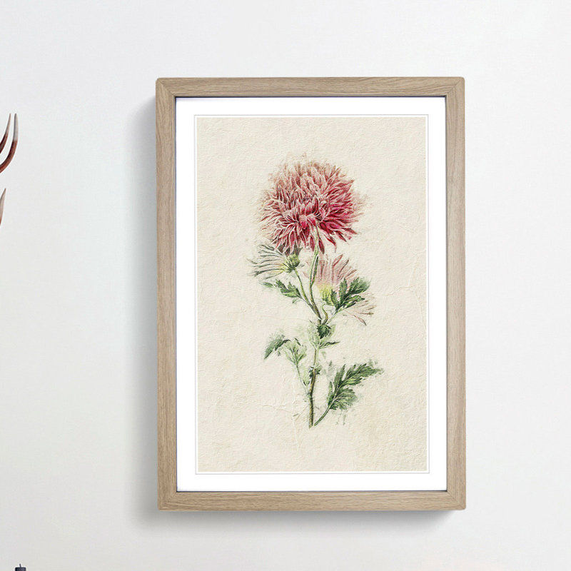 Illustration of Pink Chrysanthemums - Picture Frame Painting Print, 36cm H x 27cm W x 2cm D, Oak Framed