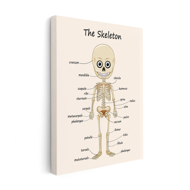 The Skeleton