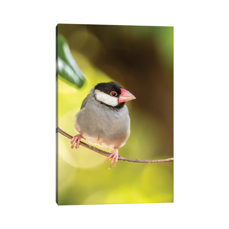 USA, Hawaii, Kona. Java sparrow close-up. 1 Piece Wrapped Canvas Wall Art, 101.6 cm H x 66.04 cm W