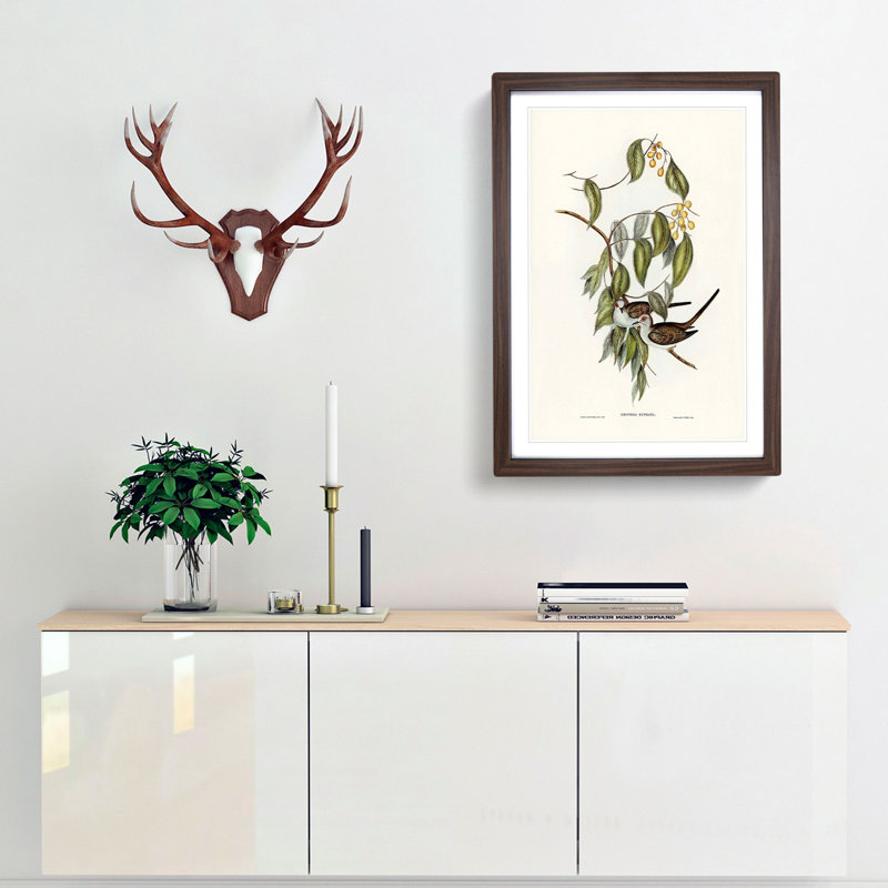Graceful Ground Doves by Elizabeth Gould - Picture Frame Graphic Art Print, 65cm H x 48cm W x 2cm D, Walnut Framed