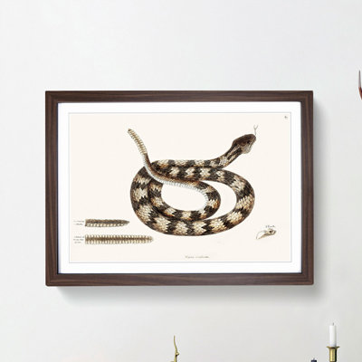 Rattlesnake by Mark Catesby - Picture Frame Painting Print