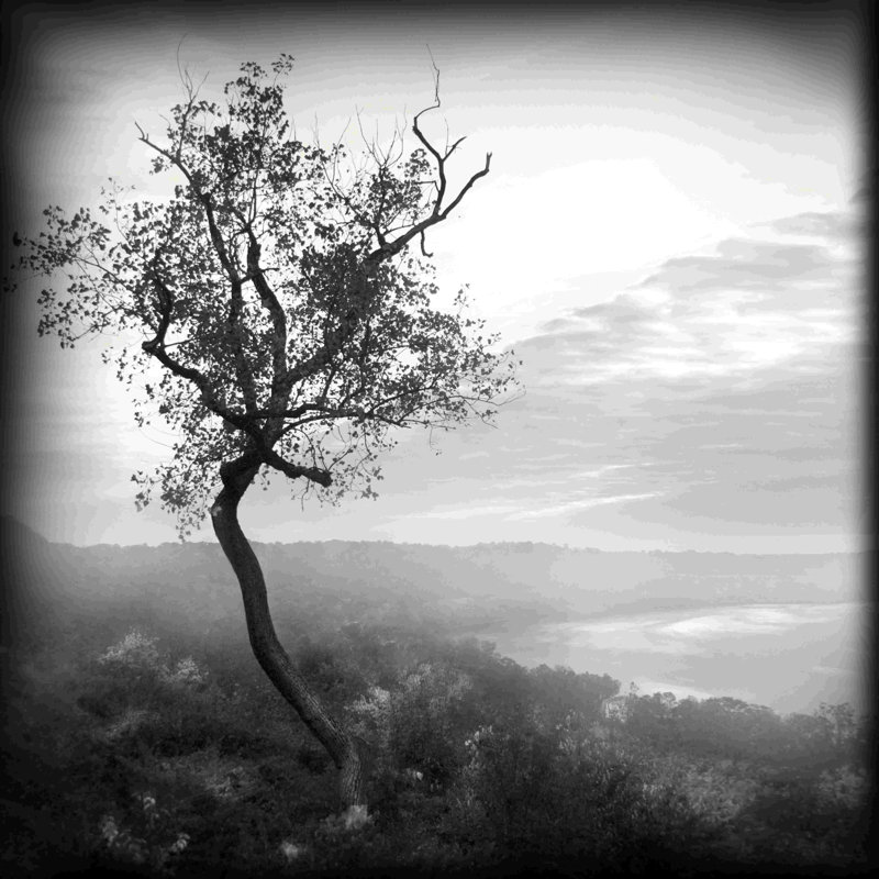 Arbre de vie - reproduction sur toile tendue, H 12 po x l 12 po