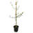 1 gal. Olive Tree