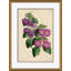 Curtis's Botanicals Giclee Print