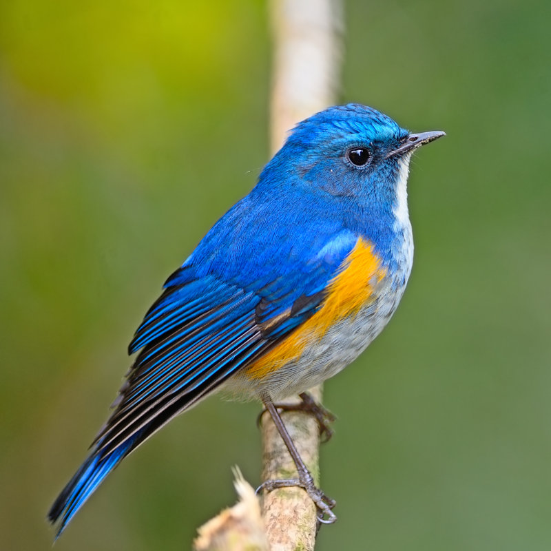 Himalayan Bluetail par Panuriangjan - photographie sur toile tendue, L 20 po x H 20 po