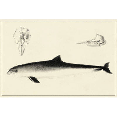 Antique Dolphin Study II 1 Piece Painting on Canvas
