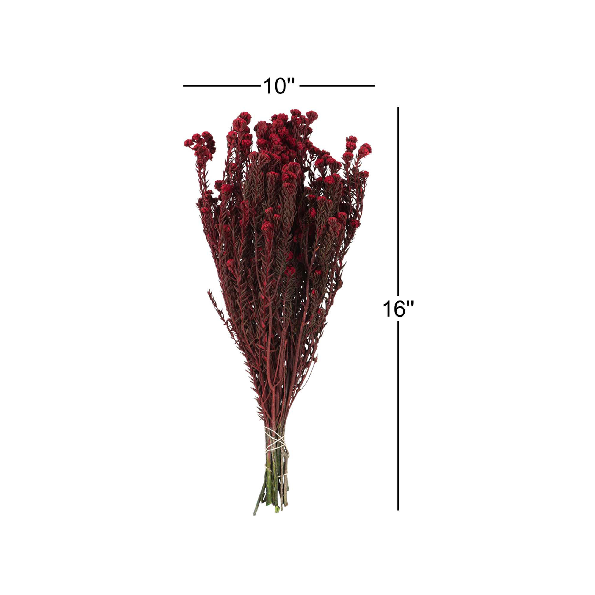 Cotton Phylica Flower Bundle, Preserved Cotton Phylica Flower Bundle, Preserved 4oz, Red