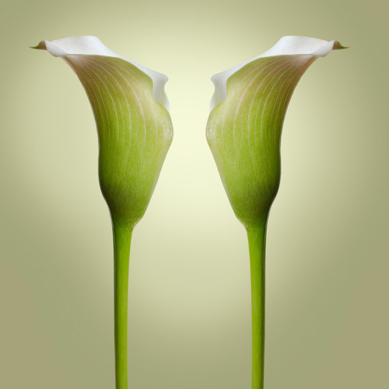 Kerriana Calla Lillie's Perfect pair - impression sur toile tendue, H 38 po x l 38 po x P 1,5 po