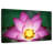 Harnek Bees On Lotus-107886691