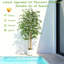 Ficus artificiel en figuier blanc en pot décoratif, plante artificielle réaliste avec bois naturel multi-troncs pour la décoration de bureau personnel-658401128