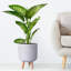 Geometric Patterned Cylinder Planter with Feet-350652355-350652354