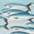 Small fish of caesio caerulaurea Tablecloth | Home Decor