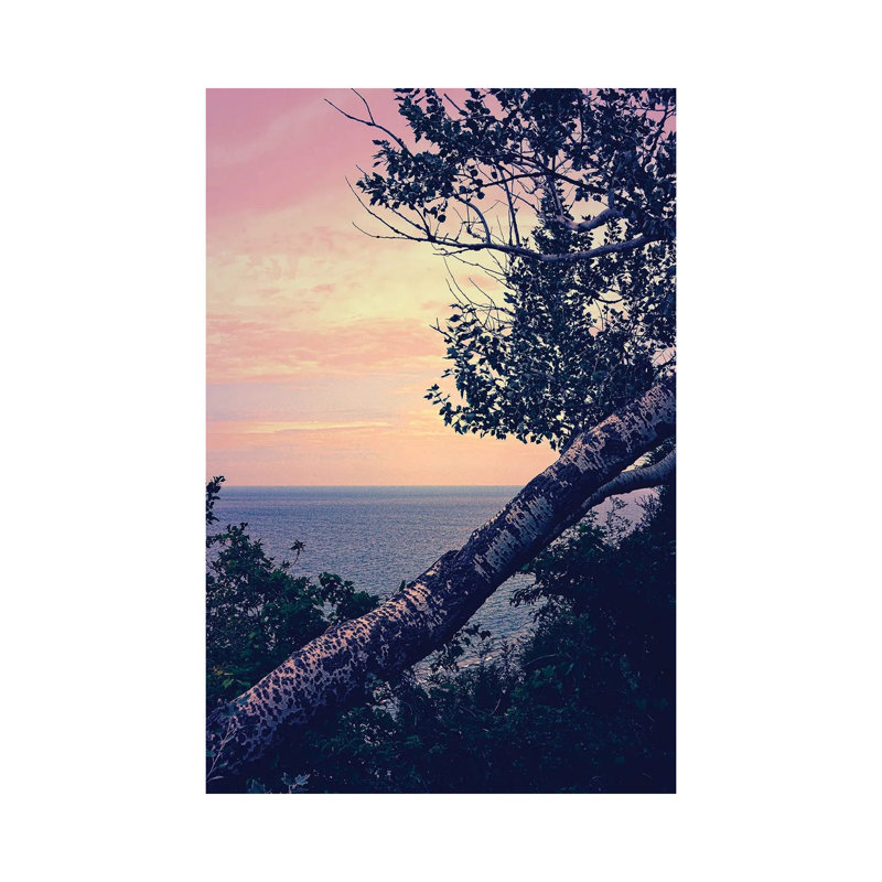 Birch At The Overlook by Michelle Calkins - Wrapped Canvas Print