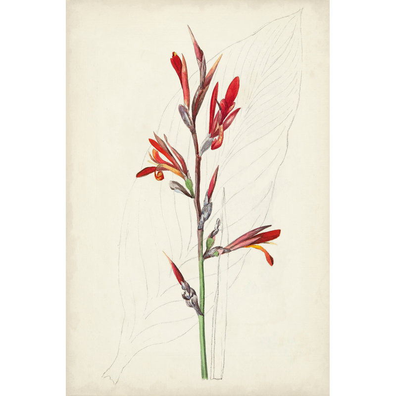 Botanical Sketches XII - Graphic Art Print, 46 cm H x 30 cm W, Wrapped Canvas