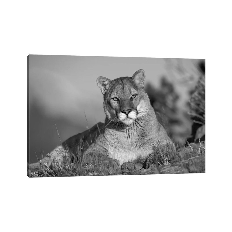 Mountain Lion Portrait, North America 1 Piece Wrapped Canvas Wall Art, 20.32 cm H x 30.48 cm W