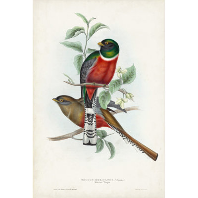 Gould Tropical Birds II - Graphic Art