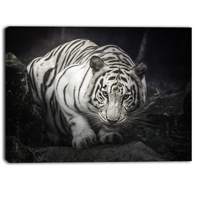Animal " White Tiger "