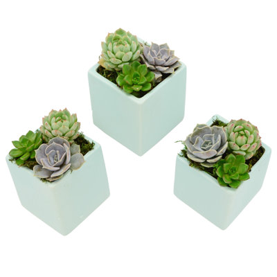 Earhart Ceramic Wall Planter