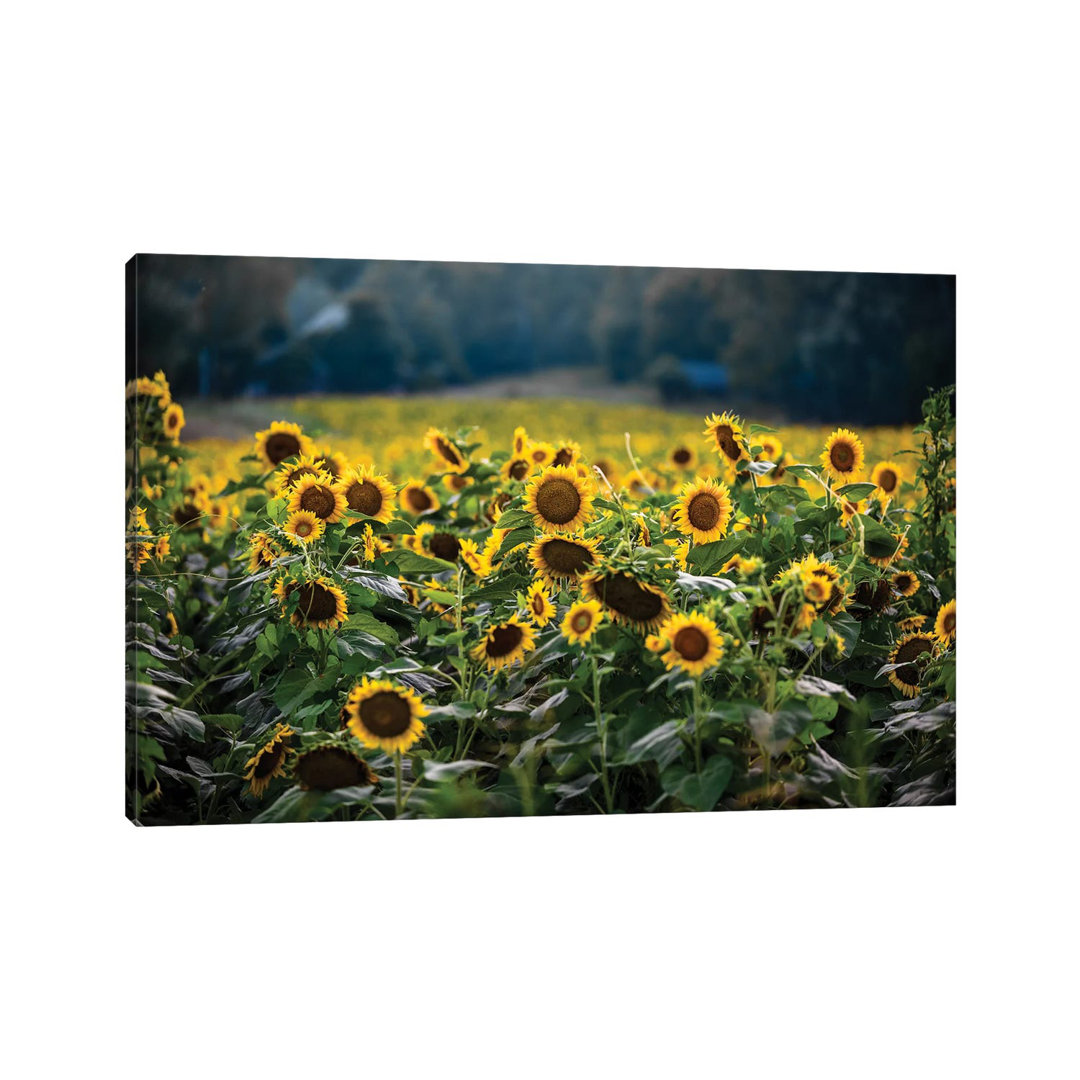 Sunflower Field by Lucas Moore - Wrapped Canvas Print