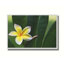 Lone Plumeria par Kelly Wade. Estampe numérique