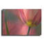 "Tulipa Planifolia" par Cora Niele-1334241266