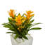 Arrangement floral triple bromeliad en pot-26161105-24745654