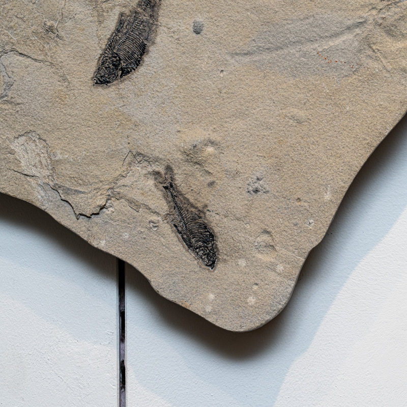 Giant Diplomytus And Cockerellites Fish Fossil Plate