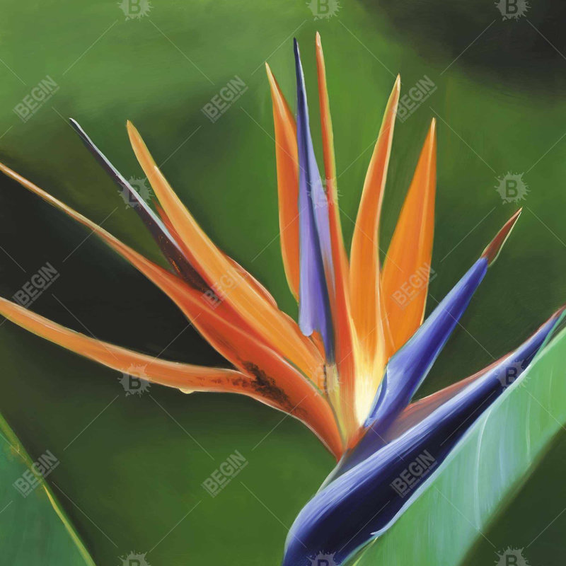 «Bird Of Paradise Flower»
