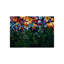 Floral Fields Painting by Sydney Edmunds-26950768-26950765